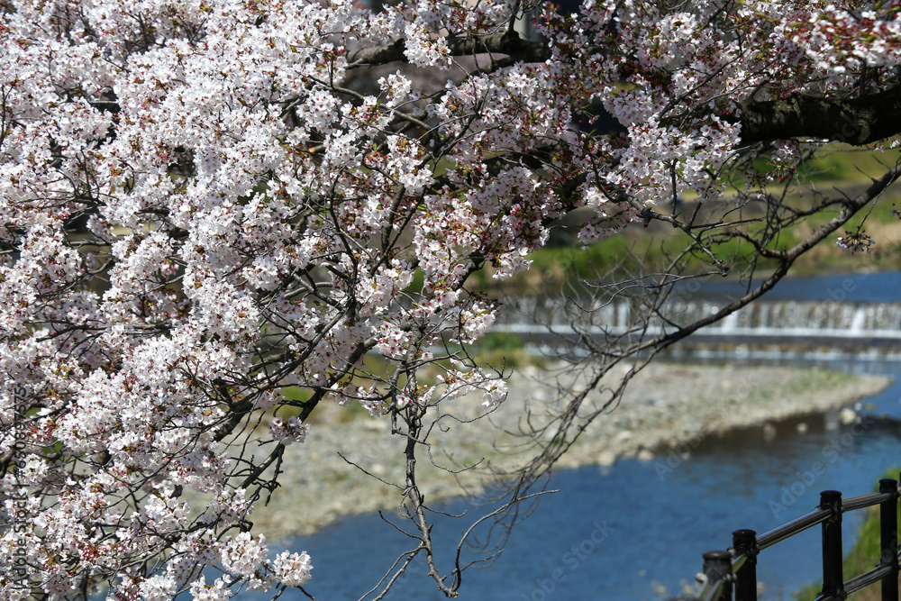 高野川沿いの桜並木 高野川沿いの桜並木