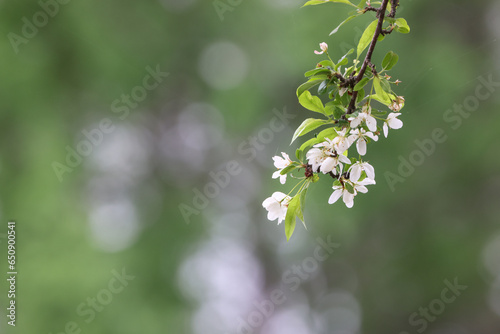 満開の山桜