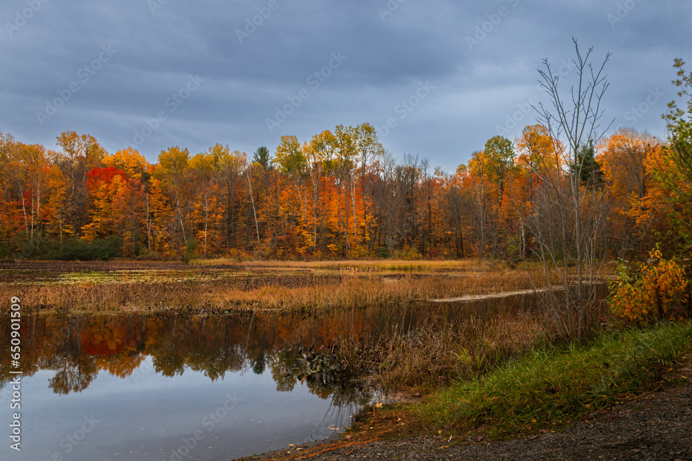 Golden afternoon by the pond, yellow and orange trees reflected in the water, Ontario, Canada