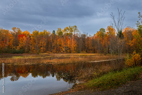 Golden afternoon by the pond, yellow and orange trees reflected in the water, Ontario, Canada