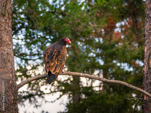 Turkey Vulture perched on tree branch in the forest, Quebec Canada