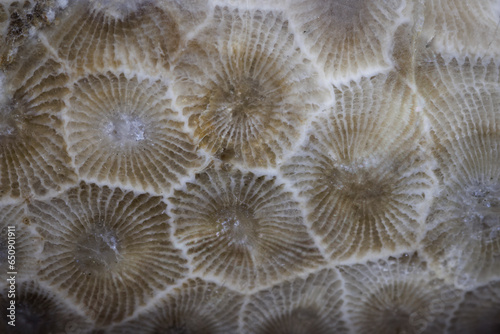 Petosky Stone 2023-2