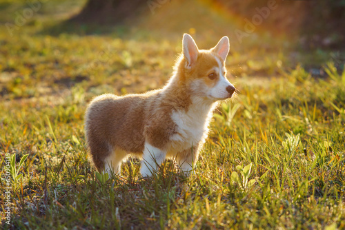 Side view of fascinating little young brown white dog welsh pembroke corgi stand on green juicy grass  watching in park.