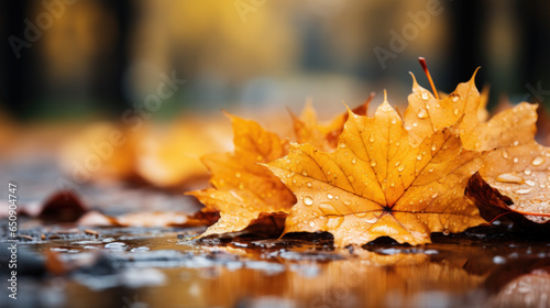 Yellow autumn leaves in puddles in the rain  concept of autumn and leaf fall