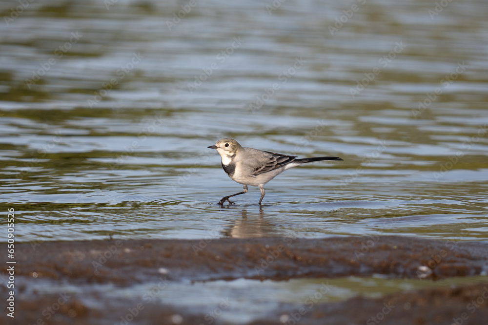 White Wagtail ,Motacilla alba, searches for food in the water. White Wagtail ,Motacilla alba, searches for food in the water.