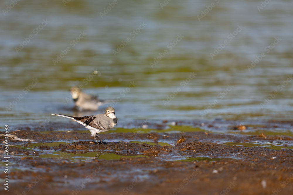 White Wagtail ,Motacilla alba, searches for food in the water. White Wagtail ,Motacilla alba, searches for food in the water.