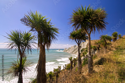 Cape Kidnappers Walkway. With Cabbage Trees and cliff side. Hawke s Bay  New Zealand