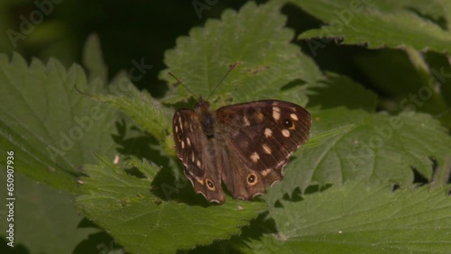 Macro shot of speckled wood butterfly slowly opening its wings in the sun on nettle leaf in UK woodland