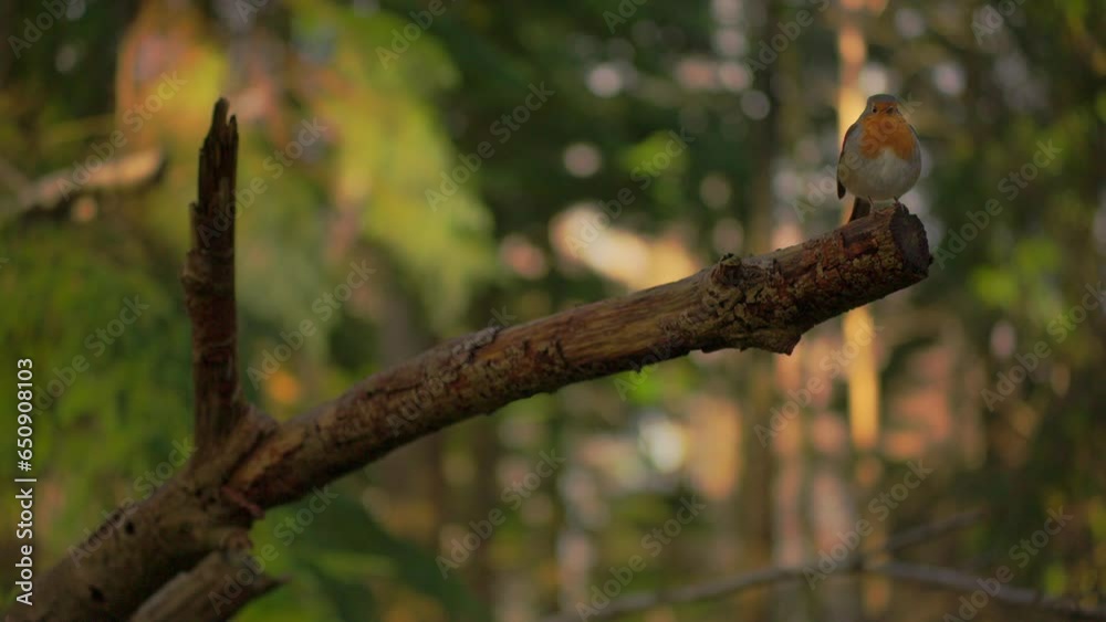 Mid-shot of Red-breasted robin with puffed out feathers perched on the end of a woodland branch Mid-shot of Red-breasted robin with puffed out feathers perched on the end of a woodland branch