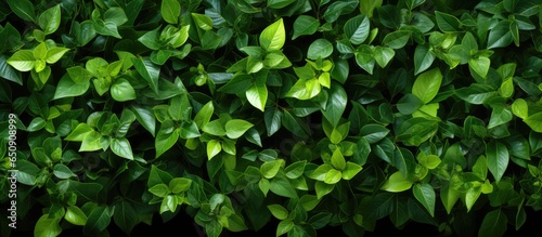 Green foliage as a backdrop