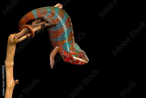 Red and green panther chameleon sitting on a branch on a black background