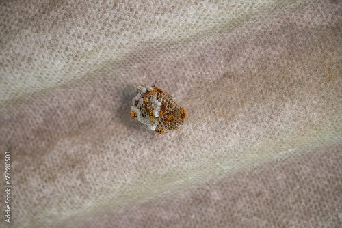 Avispa Verdugo Polistes carnifex photo