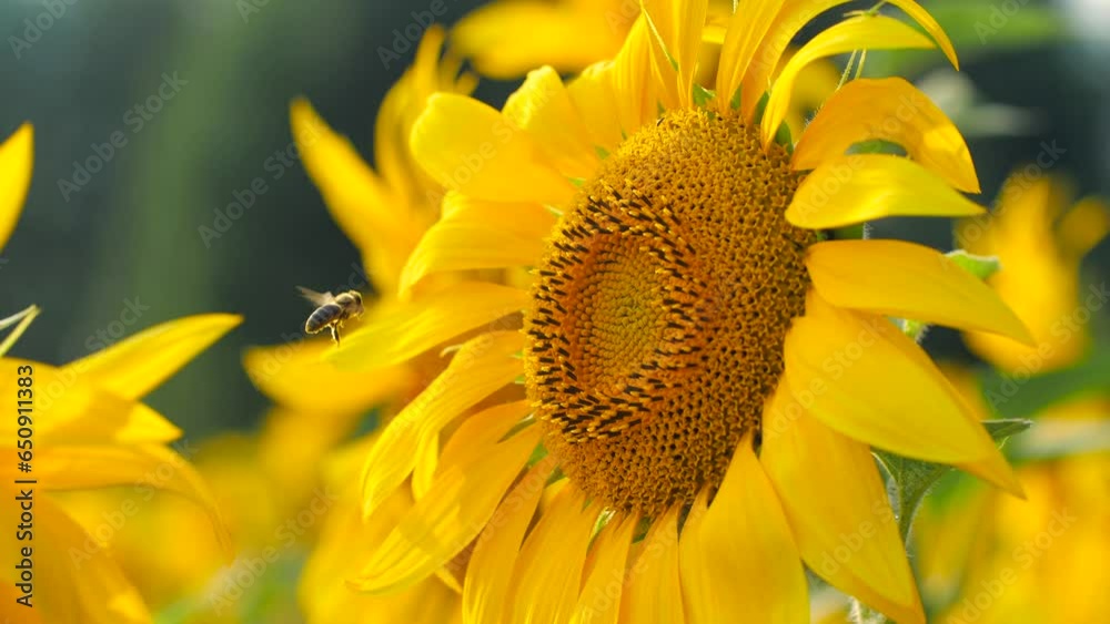 Small business and organic food production concept. Honey bee pollinating sunflower plant