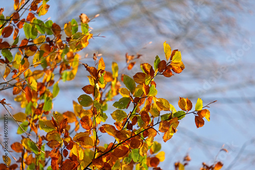 autumn, colorful fall, colorful beech leafs, Fagus sylvatica
