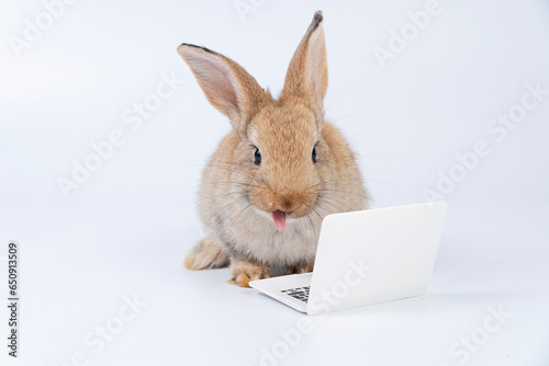 Adorable baby rabbit furry bunny looking at laptop learn something sitting over isolated white background. Little ears infant bunny brown rabbit learning work laptop.Easter animal education technology © kaew6566