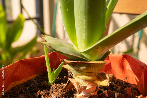 Aloe vera plant in the garden