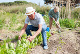 Mature man gardener working at land with lettuce, woman cultivate land in sunny garden outdoor