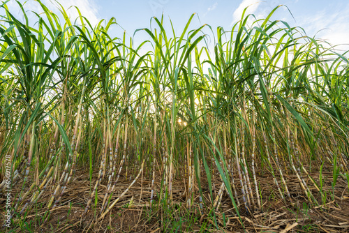 Sugarcane field in Miyakojima  Japan
