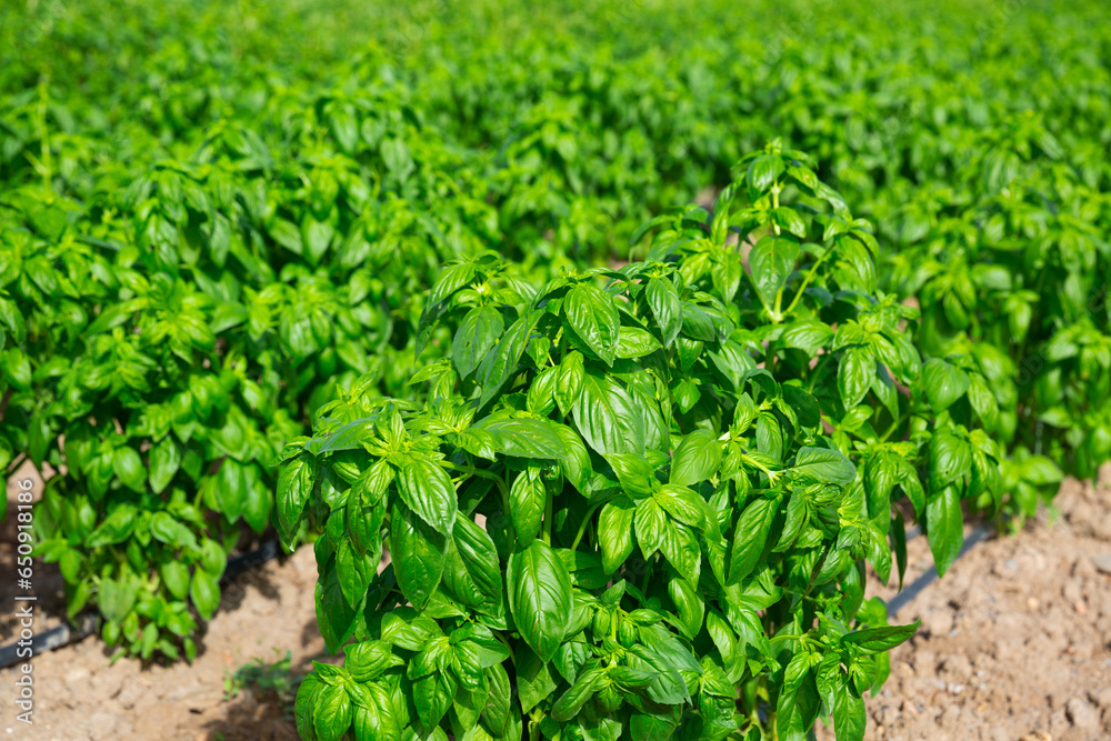 Obraz premium Drip irrigation of basil plants on a farm field