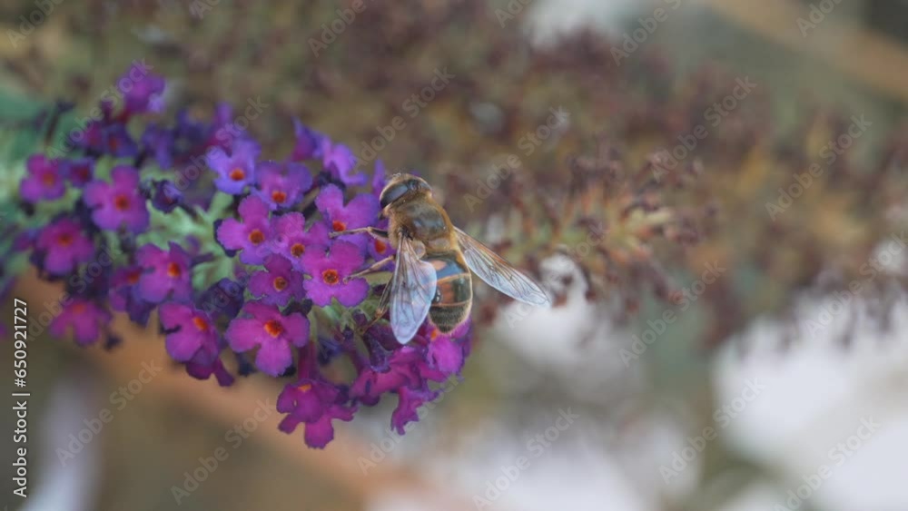 macro of bee on butterfly bush flower in slow motion macro of bee on butterfly bush flower in slow motion