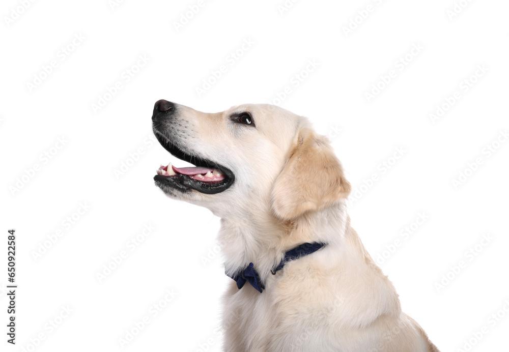 Cute Labrador Retriever with stylish bow tie on white background Cute Labrador Retriever with stylish bow tie on white background