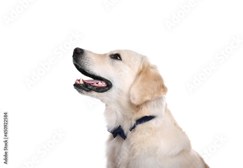 Cute Labrador Retriever with stylish bow tie on white background