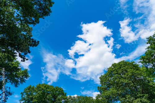Canvas Print green trees and a cloudy blue sky