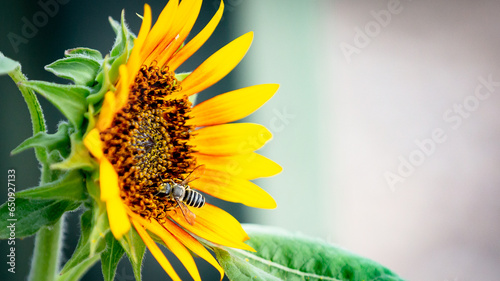Closeup of bee on sunflower