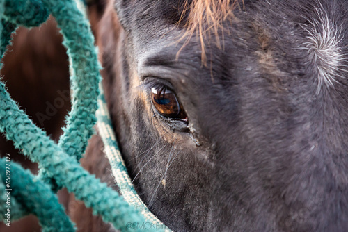 Close up detailed image of the eye of a wise old horse