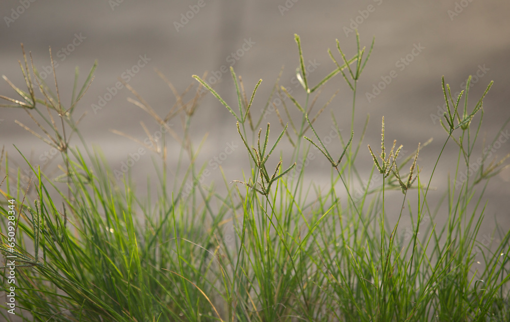 Obraz premium Green grass in the morning sunlight. Natural background. Shallow depth of field.