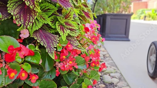 Close-up, child's hand touches red flowers on the bush