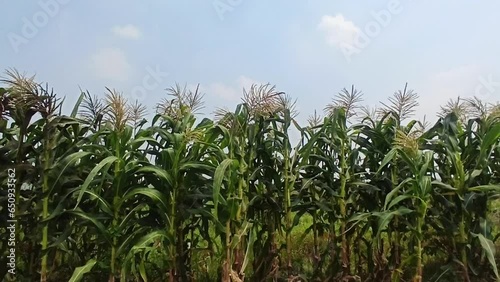 Wallpaper Mural corn farming Torontodigital.ca