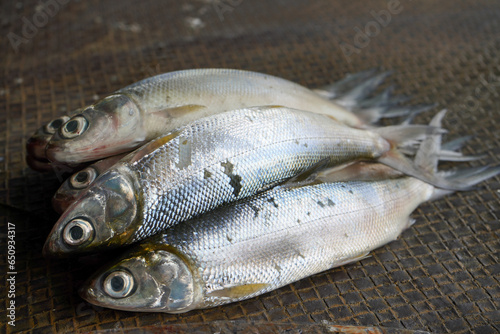 Freshwater fish are sold in the market. One example is milkfish and mullet. This fish has many spines but the taste of the meat is delicious and tender. This fish does not smell fishy like sea fish.