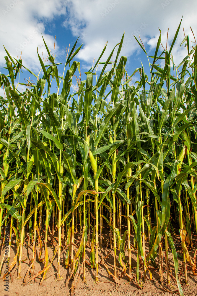 Wisconsin cornfield with white clouds and a blue sky in September Wisconsin cornfield with white clouds and a blue sky in September