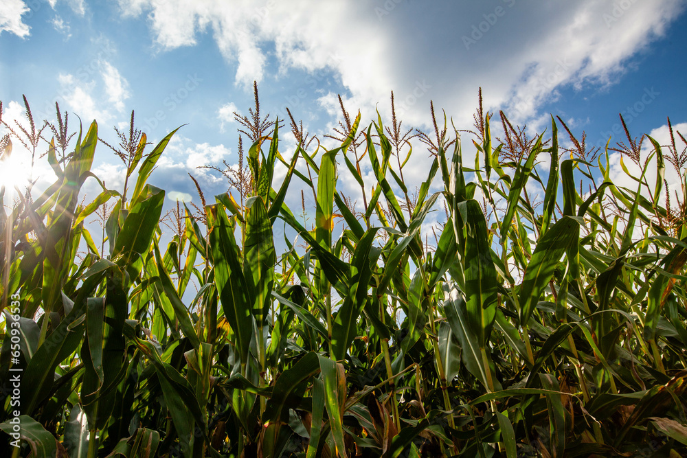 Wisconsin cornfield with white clouds and the sun in September Wisconsin cornfield with white clouds and the sun in September