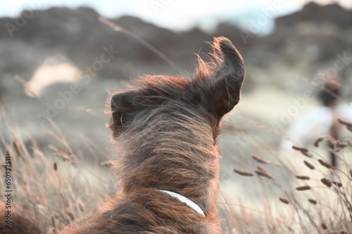 Fury Doghead with one ear up on a windy day from the back photo