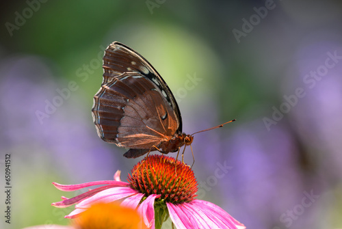 Female Diana Fritillary butterfly pollinating a Purple Coneflower in spring garden photo
