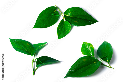 photo of betel leaves isolated on white background