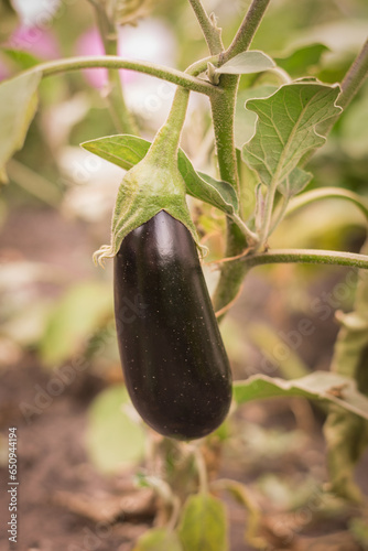 Ripe eggplant in the garden bed.