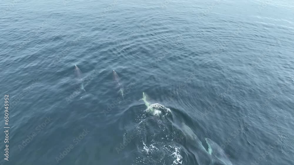 A family Pod of Bottlenose Dolphins and their young swimming in Cushendun Bay County Antrim Northern Ireland A family Pod of Bottlenose Dolphins and their young swimming in Cushendun Bay County Antrim Northern Ireland
