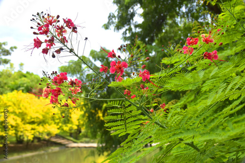 Small red flowers and soft blur in Bangkok garden, Thailand