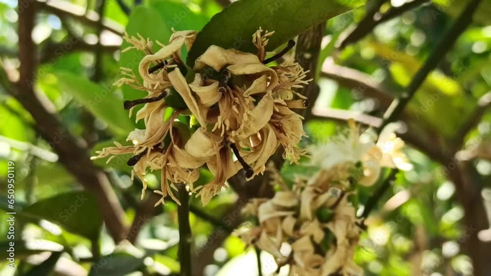 flower from lemon tree flower from lemon tree