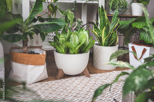 Houseplant domestic jungle garden organization fresh natural plant pots variegated monstera at room. Copy space.