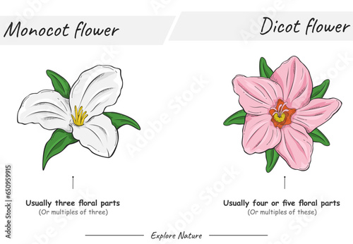 Monocot flower and dicot flower photo