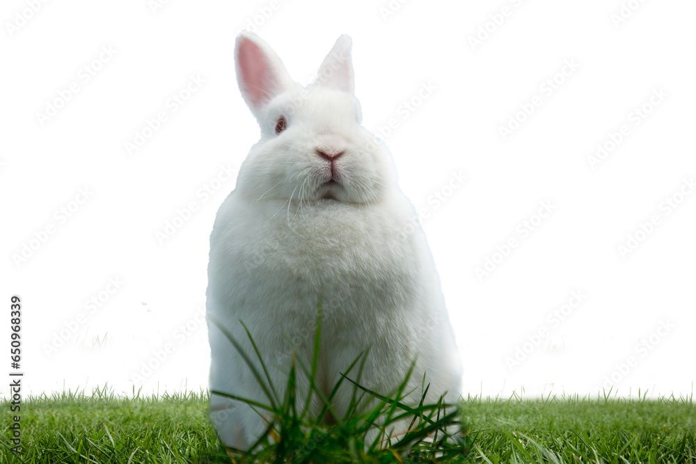 Naklejka premium Digital png illustration of bunny sitting on grass on transparent background