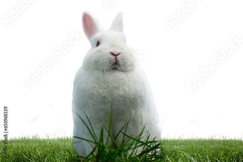 Digital png illustration of bunny sitting on grass on transparent background