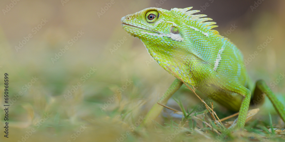 Fototapeta premium Reptile Lizard, Macro, Green Lizard, Animals, pet, Nature Background, Indonesia.
