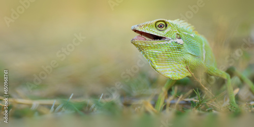 Reptile Lizard, Macro, Green Lizard, Animals, pet, Nature Background, Indonesia.
