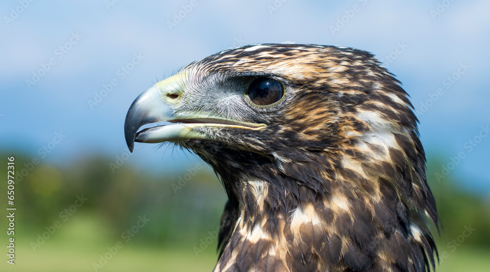 Fototapeta premium the proud and ferocious gaze of the bird of prey