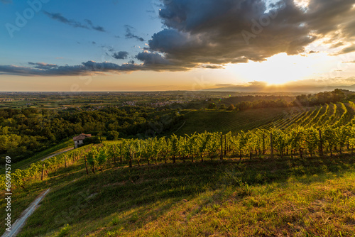 Colorful sunset in the vineyards of Savorgnano del Torre